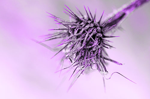 Dead Frigid Spiky Salsify Flower Withering Among Cold (Purple Tone Photo)
