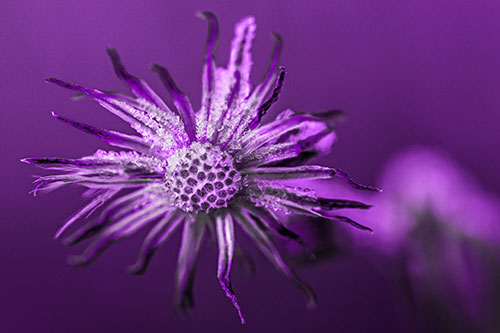 Dead Frozen Ice Covered Aster Flower (Purple Tone Photo)