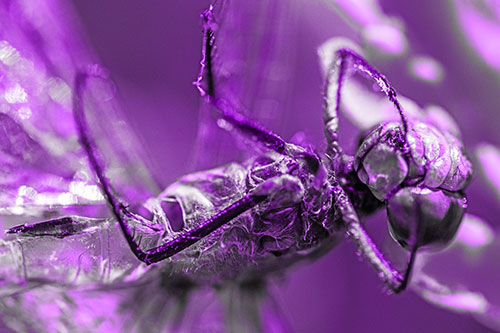 Dead Grotesque Dragonfly Peeling Eye Apart (Purple Tone)