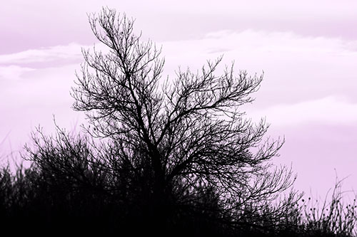Dead Leafless Tree Standing Tall (Purple Tone Photo)