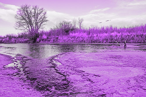 Dead Trees Surround Ice Melting River (Purple Tone)