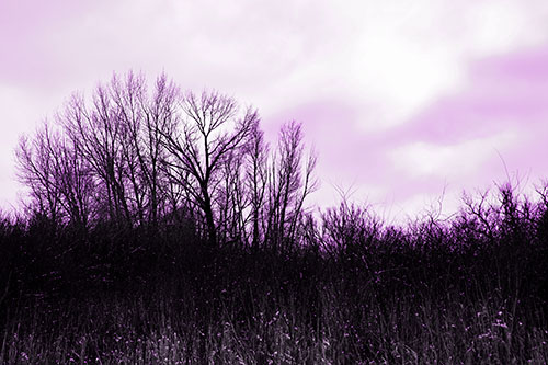 Dead Winter Tree Clusters Among Tall Grass (Purple Tone Photo)