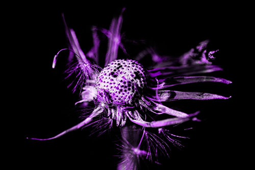 Decaying Seed Toothed Dandelion Creature (Purple Tone)