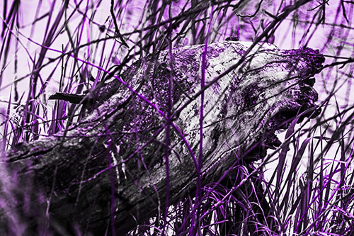 Decaying Serpent Tree Log Creature (Purple Tone Photo)