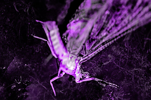 Deceased Mayfly Floating Atop Shallow River Shore (Purple Tone)