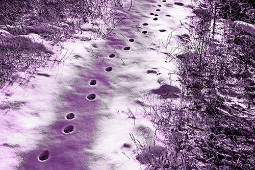 Deep Snow Animal Footprint Markings (Purple Tone)