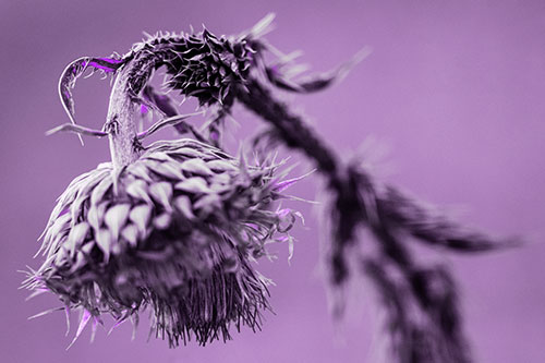 Depressed Slouching Thistle Dying From Thirst (Purple Tone Photo)