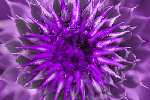 Dew Drops Cover Blooming Thistle Head (Purple Tone Photo)