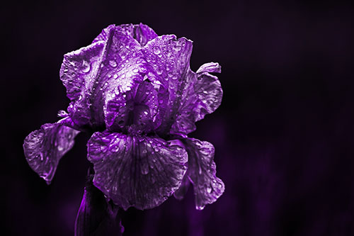 Dew Face Appears Among Wet Iris Flower (Purple Tone Photo)