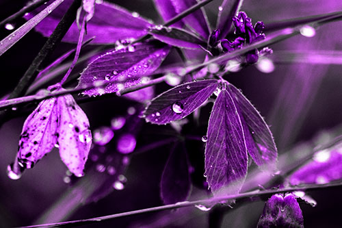 Dew Water Droplets Clutching Onto Leaves (Purple Tone Photo)