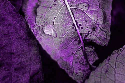 Dewy Eyed Leaf Face Cringing Towards Bug (Purple Tone)
