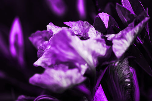 Dewy Iris Flower Creature Face (Purple Tone Photo)