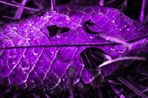 Dewy Pierced Leaf Face Screaming Among Grass Blades (Purple Tone)