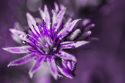 Dewy Spiked Sempervivum Flower (Purple Tone Photo)