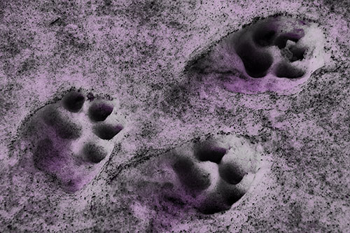 Dirty Dog Footprints In Snow (Purple Tone Photo)