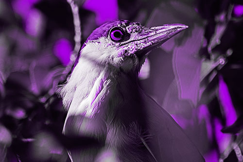 Dirty Faced Black Crowned Night Heron (Purple Tone Photo)