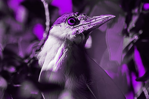 Dirty Faced Black Crowned Night Heron (Purple Tone)