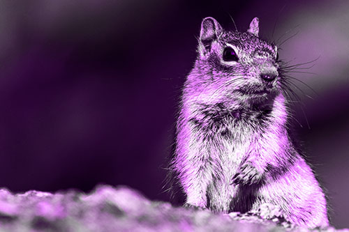 Dirty Nosed Squirrel Atop Rock (Purple Tone Photo)