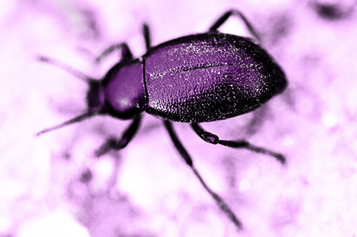 Dirty Shelled Beetle Among Dirt (Purple Tone Photo)