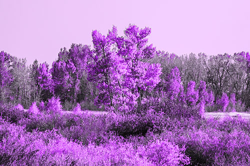 Distant Autumn Trees Changing Color Among Horizon (Purple Tone Photo)