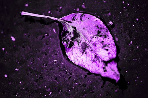 Distressed Rotting Leaf Face Among Wet Pavement (Purple Tone)