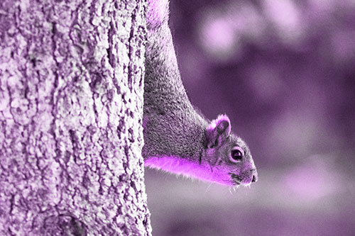 Downward Squirrel Yoga Tree Trunk (Purple Tone Photo)