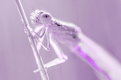 Dragonfly Clamping Onto Grass Blade (Purple Tone Photo)
