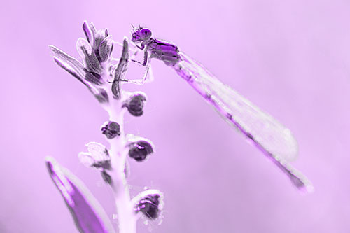 Dragonfly Clings Ahold Plant Top (Purple Tone Photo)