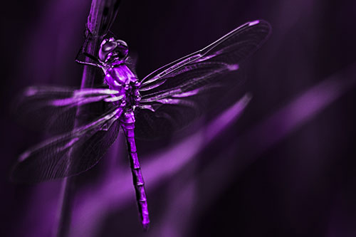 Dragonfly Grabs Ahold Grass Blade (Purple Tone Photo)