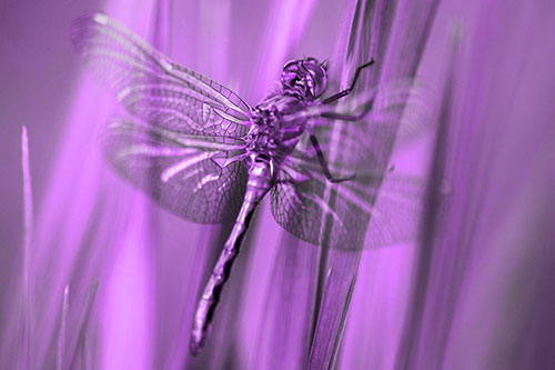 Dragonfly Grabs Grass Blade Batch (Purple Tone Photo)
