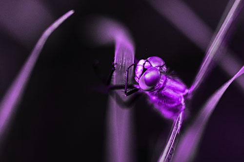 Dragonfly Hugging Grass Blade Tightly (Purple Tone)