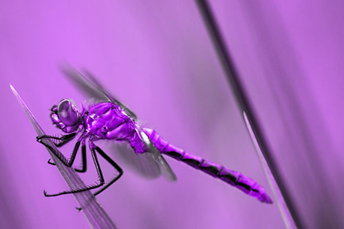 Dragonfly Perched Atop Sloping Grass Blade (Purple Tone Photo)