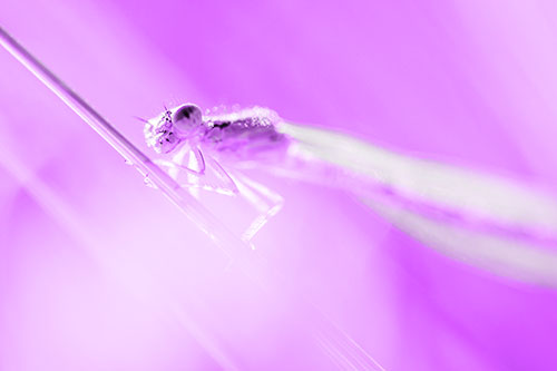 Dragonfly Rides Grass Blade Among Sunlight (Purple Tone Photo)