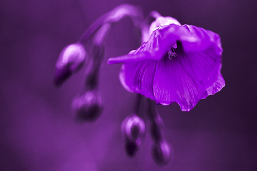 Droopy Flax Flower During Rainstorm (Purple Tone Photo)
