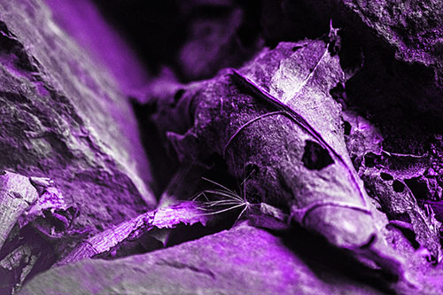 Dry Frowning Leaf Face Resting Between Rocks (Purple Tone)