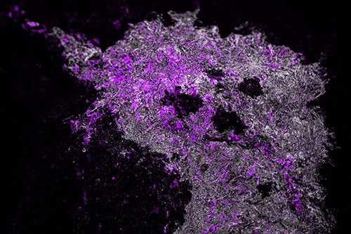 Dry Smirking Moss Face Among Damp Rock Surface (Purple Tone)