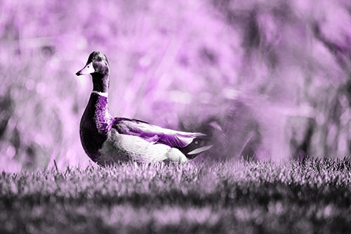 Duck On The Grassy Horizon (Purple Tone Photo)