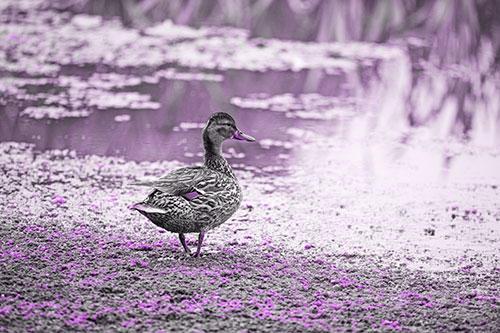 Duck Walking Through Algae For A Lake Swim (Purple Tone Photo)