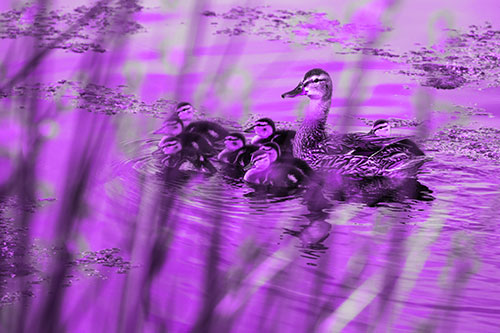 Ducklings Surround Mother Mallard (Purple Tone Photo)
