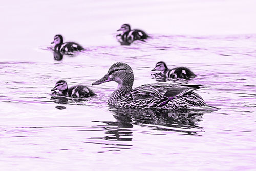 Ducklings Swim Along Mother Mallard Duck (Purple Tone Photo)
