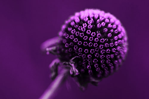 Dying Globosa Billy Button Craspedia Flower (Purple Tone Photo)