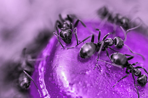 Excited Carpenter Ants Feasting Among Sugary Food Source (Purple Tone Photo)
