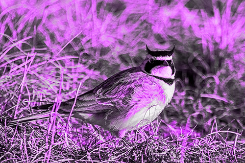Eye Contact With A Horned Lark (Purple Tone Photo)
