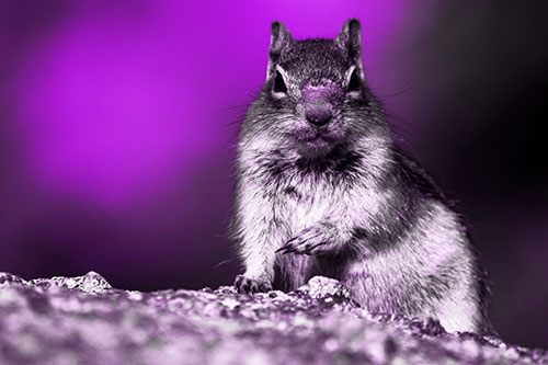 Eye Contact With Wild Ground Squirrel (Purple Tone Photo)