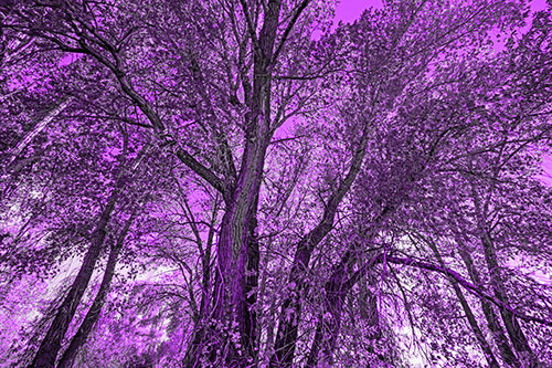Fall Changing Autumn Tree Canopy Color (Purple Tone Photo)