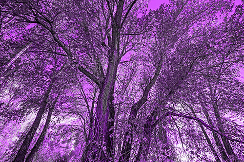 Fall Changing Autumn Tree Canopy Color (Purple Tone)