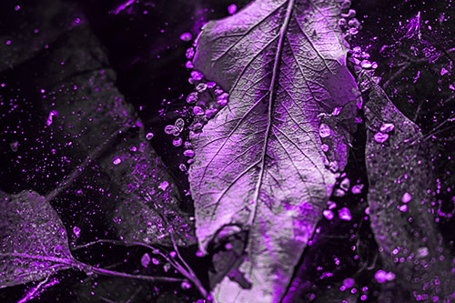 Fallen Autumn Leaf Face Rests Atop Ice (Purple Tone)