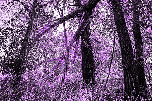Fallen Forest Tree Trunks Among Sunlight (Purple Tone Photo)