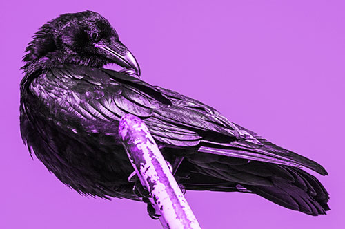 Feather Cleaning Raven Perched Atop Rusted Rail (Purple Tone)