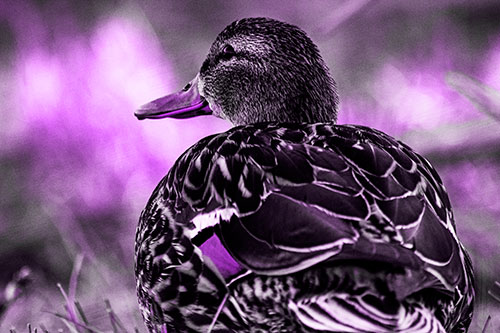 Female Mallard Duck Enjoying Sunset (Purple Tone Photo)